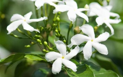 Nanthiyavaddai Nanthiyavaddai