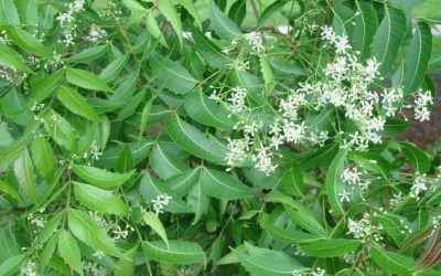 Veepammaram 1 Veepammaram 1