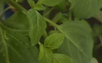 Venthulasi Venthulasi